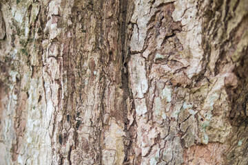 Tree trunk wooden texture for nature grunge abstract wallpaper backdrop