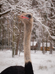 Ostrich in the open-air cage of Belovezhskaya Pushcha in winter
