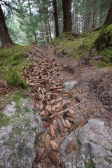 A path with pine cones through Farigaig Forest the Scottish Highlands