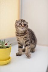 kitten scottish british cat burma munchkin animals