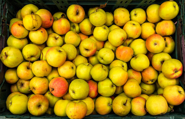  apples . Group of  apples. Healthy Foods. Organic Products.