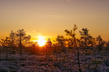 Fototapeta na wymiar swamp landscape at sunrice. early morning at bog. sensitive sunrise in spring. Nature in northern Europe, Baltic countries. yellow sunlight, landscape during sunup.