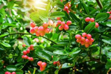 Bengal-Currants, Carandas-plum, Karanda, Carissa carandas L, Is a fruit with high medicinal properties.