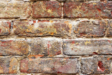 The texture is a  brick wall. blossom, color, bloom, flower, coloring, cream beautiful bricklaying....