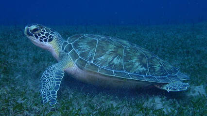 Green  sea turtle
