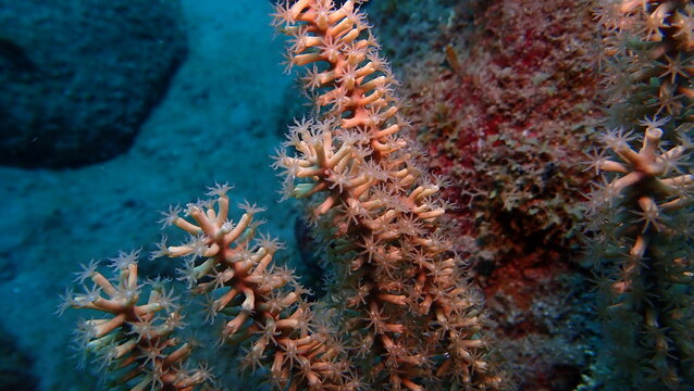 Soft coral