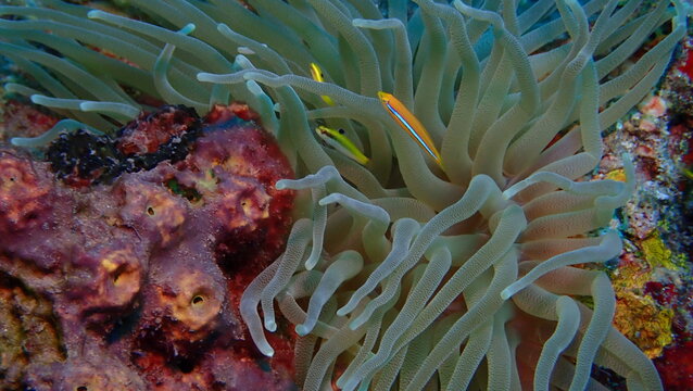 Anemone with fish