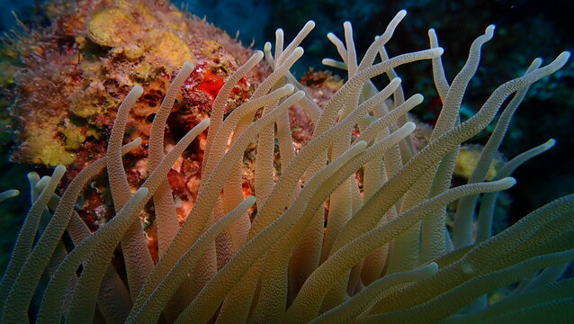 Anemone