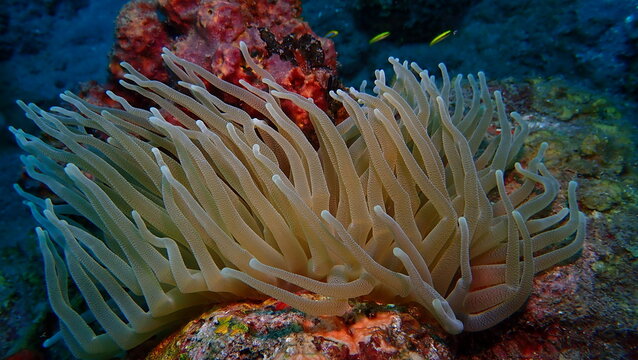 Anemone