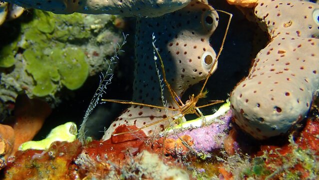 Arrow crab 