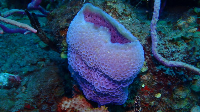 Azure vase sponge