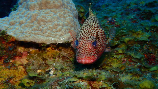 marine fish