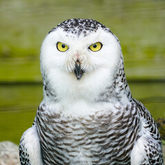 A frontal portrait of a passive Snowy Owl with yellow eyes
