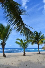 Fototapeta na wymiar Plusieurs palmiers sur la plage agitée d'Anse Bertrand 