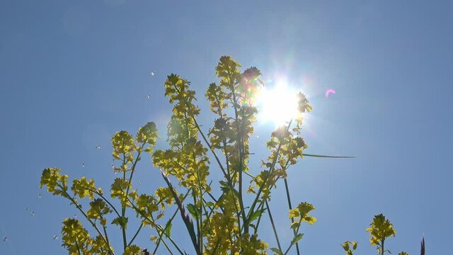 View at yellow oildseed blossom and a swarm of mosquitos against the blue sky with sunlight beams