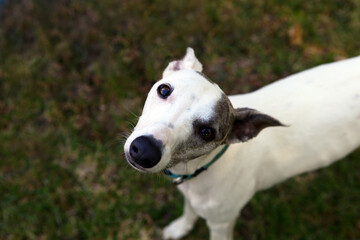 Close-up of a dog looking at the camera