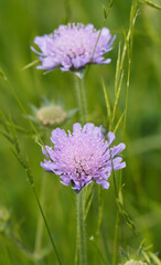 Scabieuses colombaires à fleur rayonnante bleu-clair (Scabiosa columbaria)