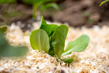 organic lettuce grown in the vegetable garden
