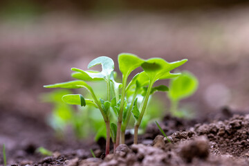 Radish grows in the garden