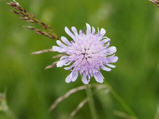 Fototapeta premium Scabieuse colombaire à fleur rayonnante bleu-clair (Scabiosa columbaria)