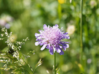 Scabieuse colombaire ou Scabiosa columbaria à corolles bleu violacé à lilas pastel au sommet d'une tige