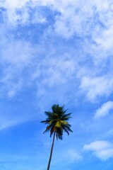 palmier dans le ciel bleu et nuageux de la Guadeloupe