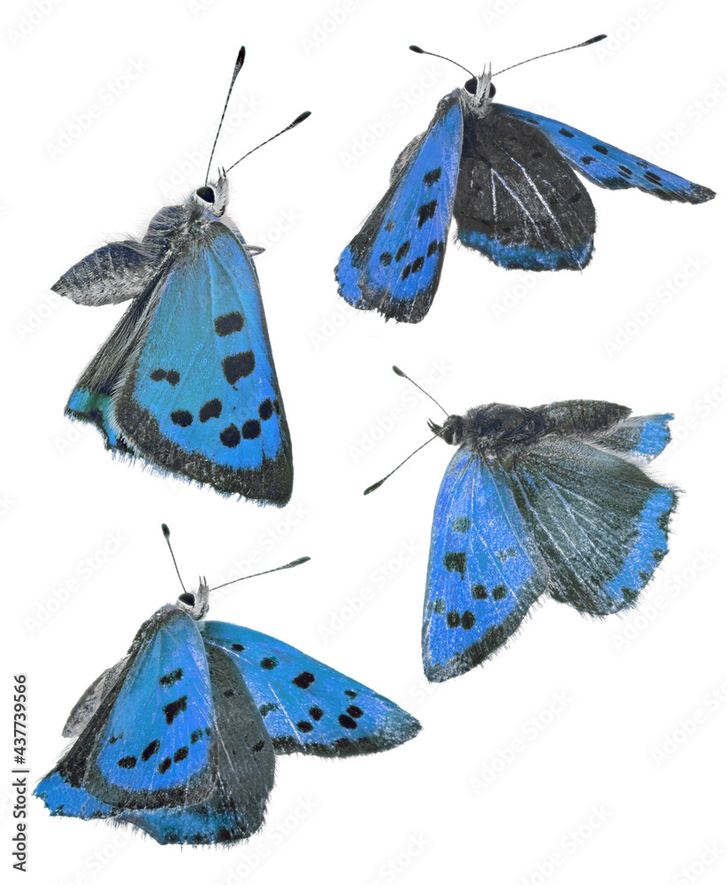 Sticker four blue colored copper butterflies isolated on white