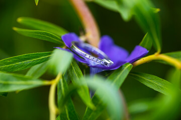 blue butterfly on flower