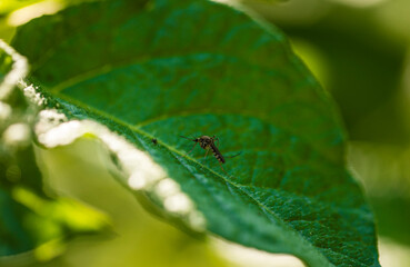 macro of a bug on a leaf