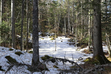 Snowy Forest