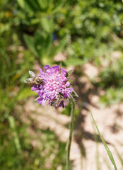(Scabiosa columbaria) Scabieuse colombaire à corolles bleu violacée au nectar attirant des abeilles