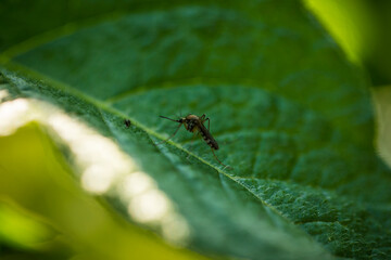 Meat food. Food photo. Meat. 