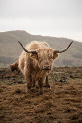Vertical shot of a brown Scottish highland cattle