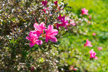 Colorful azalea flowers (Rhododendron simsii) at dawn