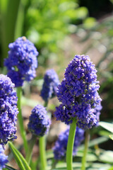Blue muscari flowers in the garden. Grape Hyacinth. Muscari armeniacum.
