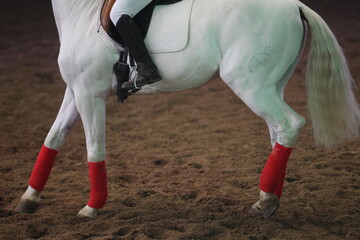 Equestrian show: white horse and the rider - obrazy, fototapety, plakaty