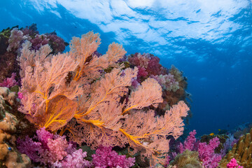 Fototapeta na wymiar under water photographer of seafan and coral reef of Andaman Sea, Lipe Island, Thailand.