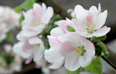 Apple tree flowers. Blooming spring garden. Natural background.