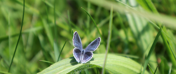 Lycaenidae butterfly sits in the grass. Natural background.