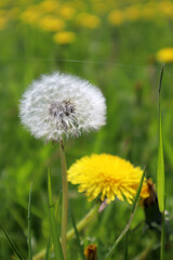 Yellow flowers dandelions in the meadow. Natural floral background.