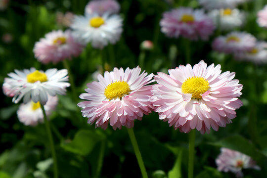 Light pink daisy flowers in the garden.