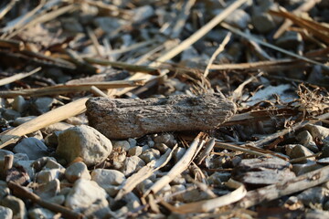 Driftwood at the lakeside with small stones and gravel illuminated by the evening sun.