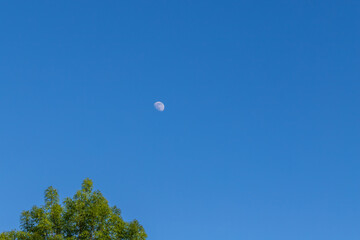 Rising full moon in the blue sky. Under the moon is the crown of a tree.
