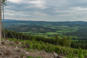 Fallen trees after bark beetle atack in Sumava national park