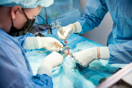 Veterinarian surgeons in operating room doing cat neutering