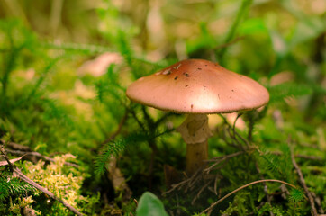 mushroom in the forest