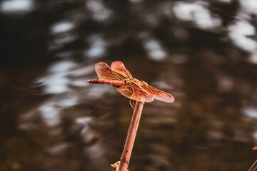 Confluence of fire and calm
