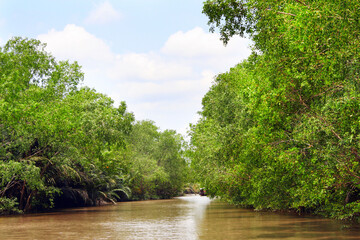 Mangrove trees and palm leaves in delta of Mekong river, Vietnam