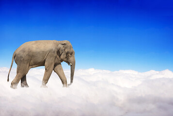 Horizontal banner with elephant above clouds