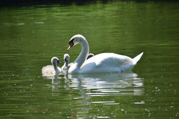 swans on the lake